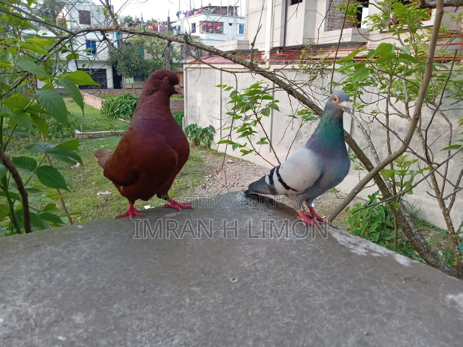 Selling some good quality pigeons at a low price.