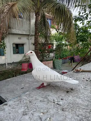Selling some good quality pigeons at a low price.