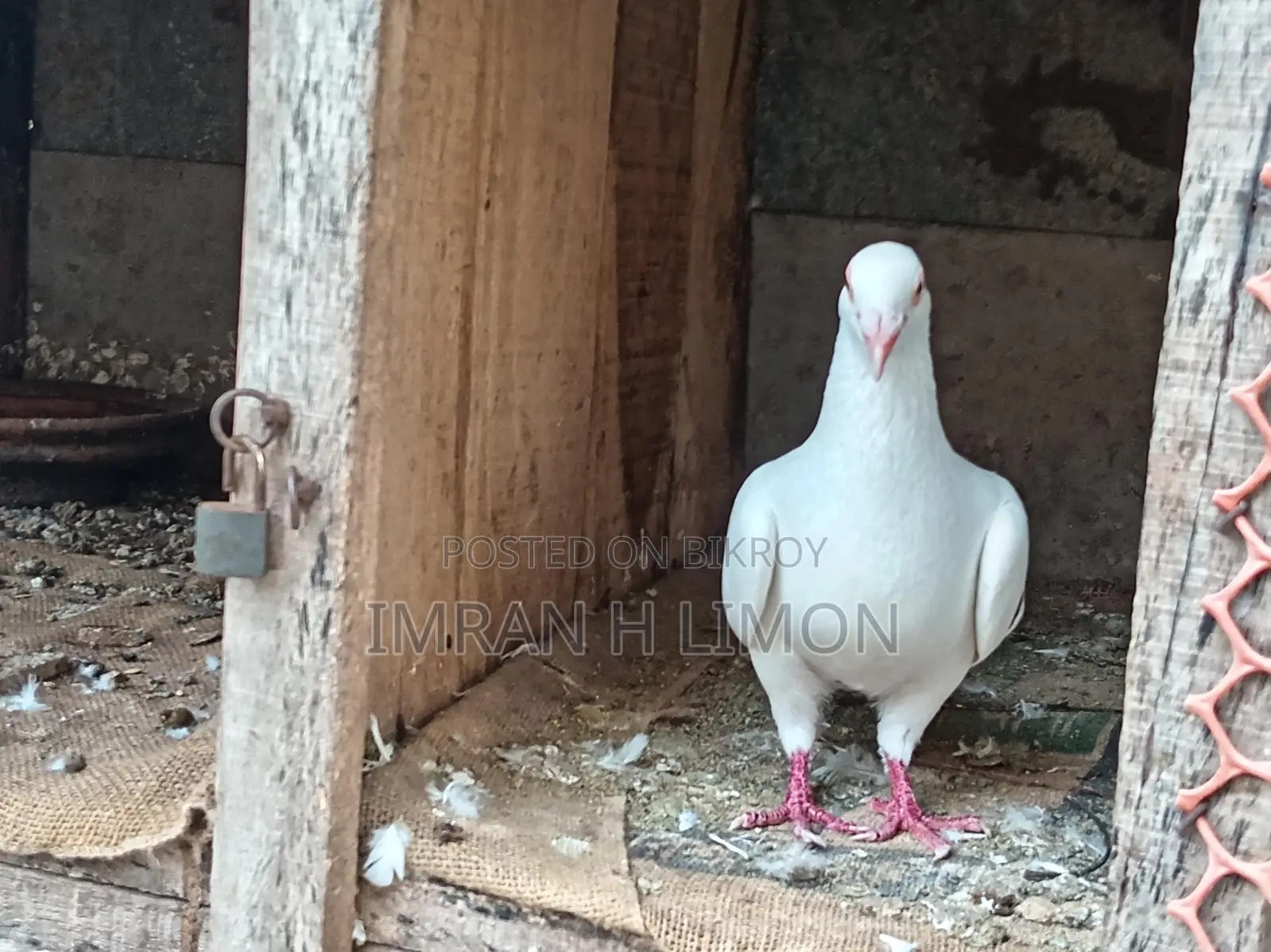 Selling some good quality pigeons at a low price.
