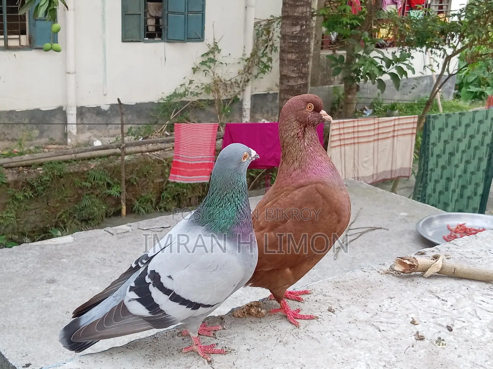 Selling some good quality pigeons at a low price.