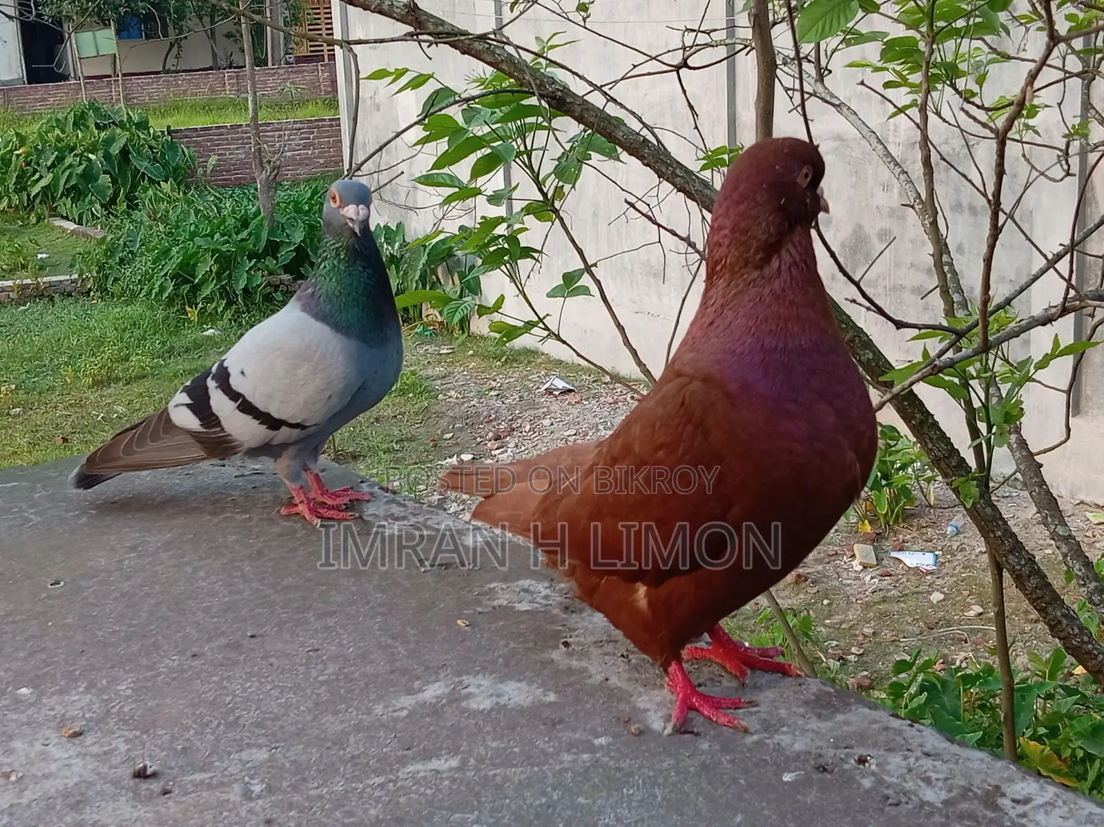 Selling some good quality pigeons at a low price.