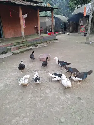 Chinese Duckling