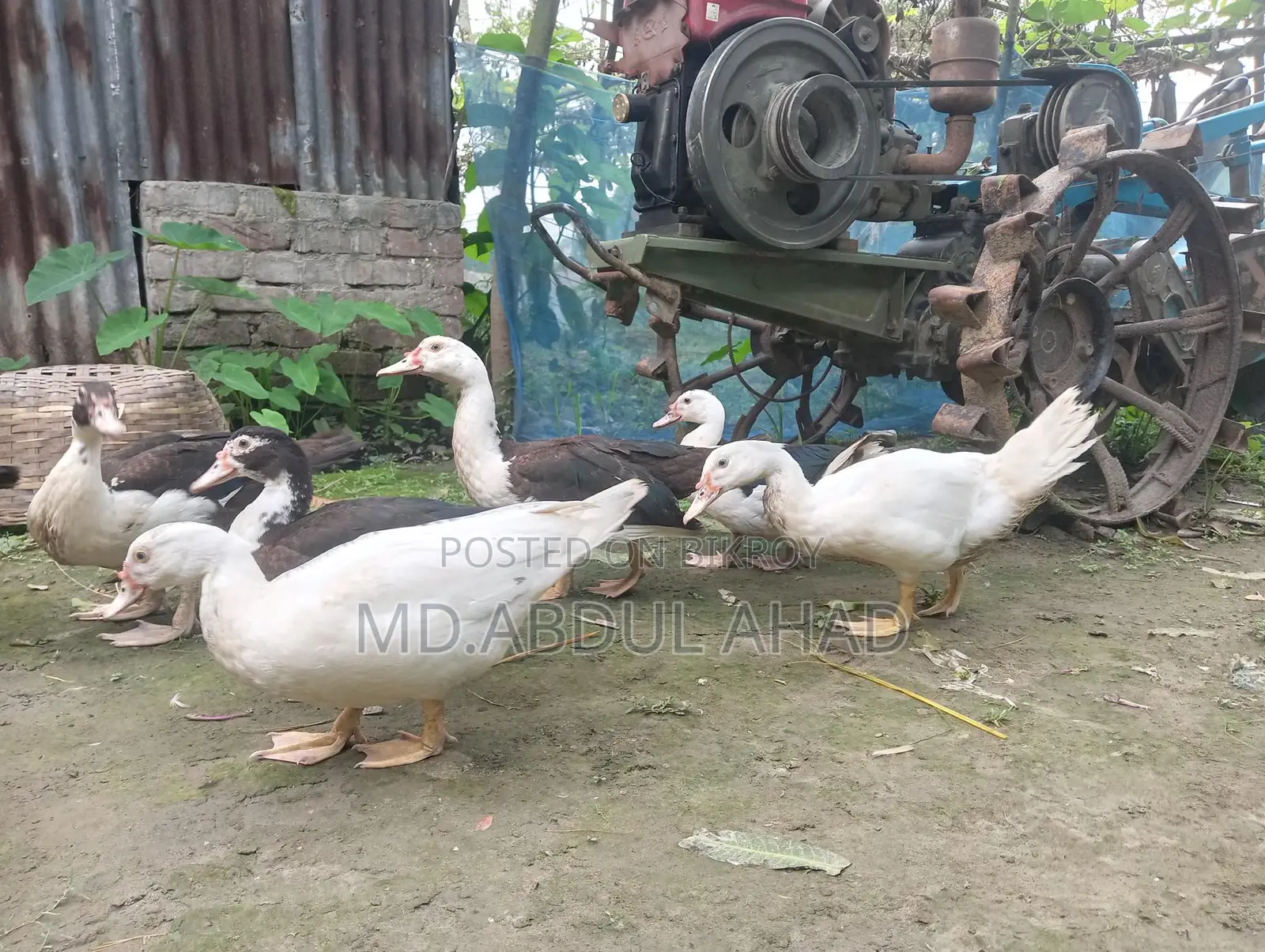 Chinese Duckling