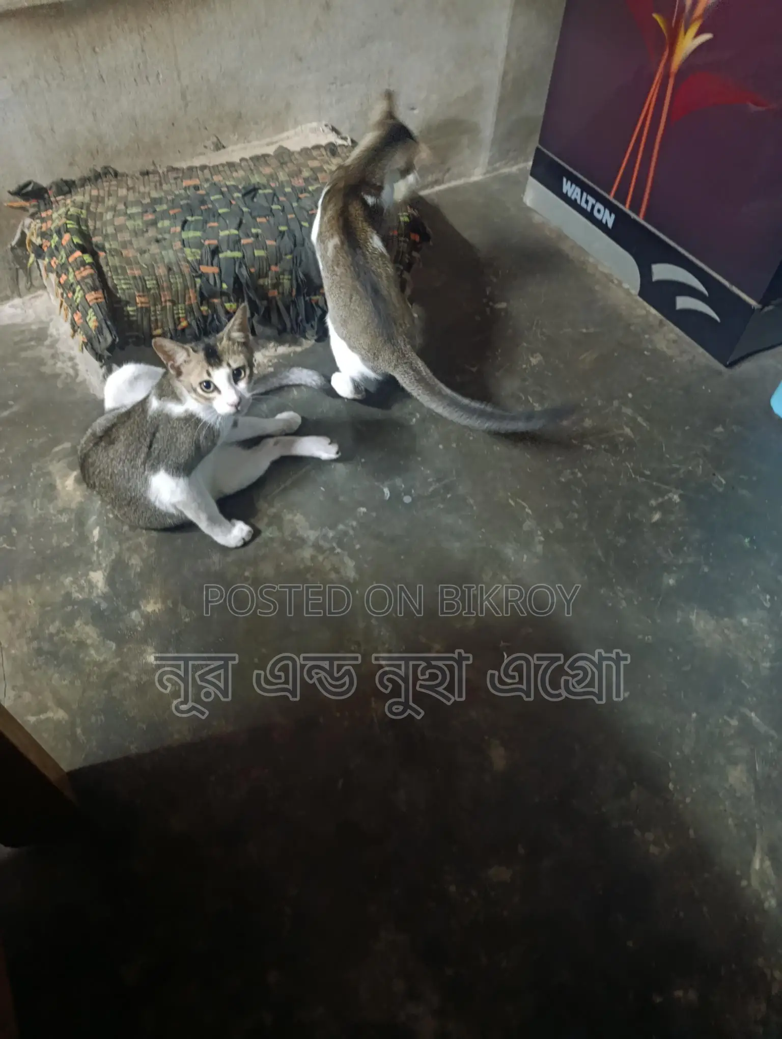 ২ টা দেশী বিড়াল