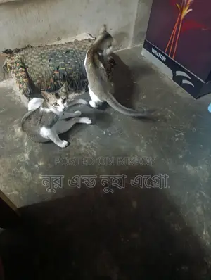 ২ টা দেশী বিড়াল