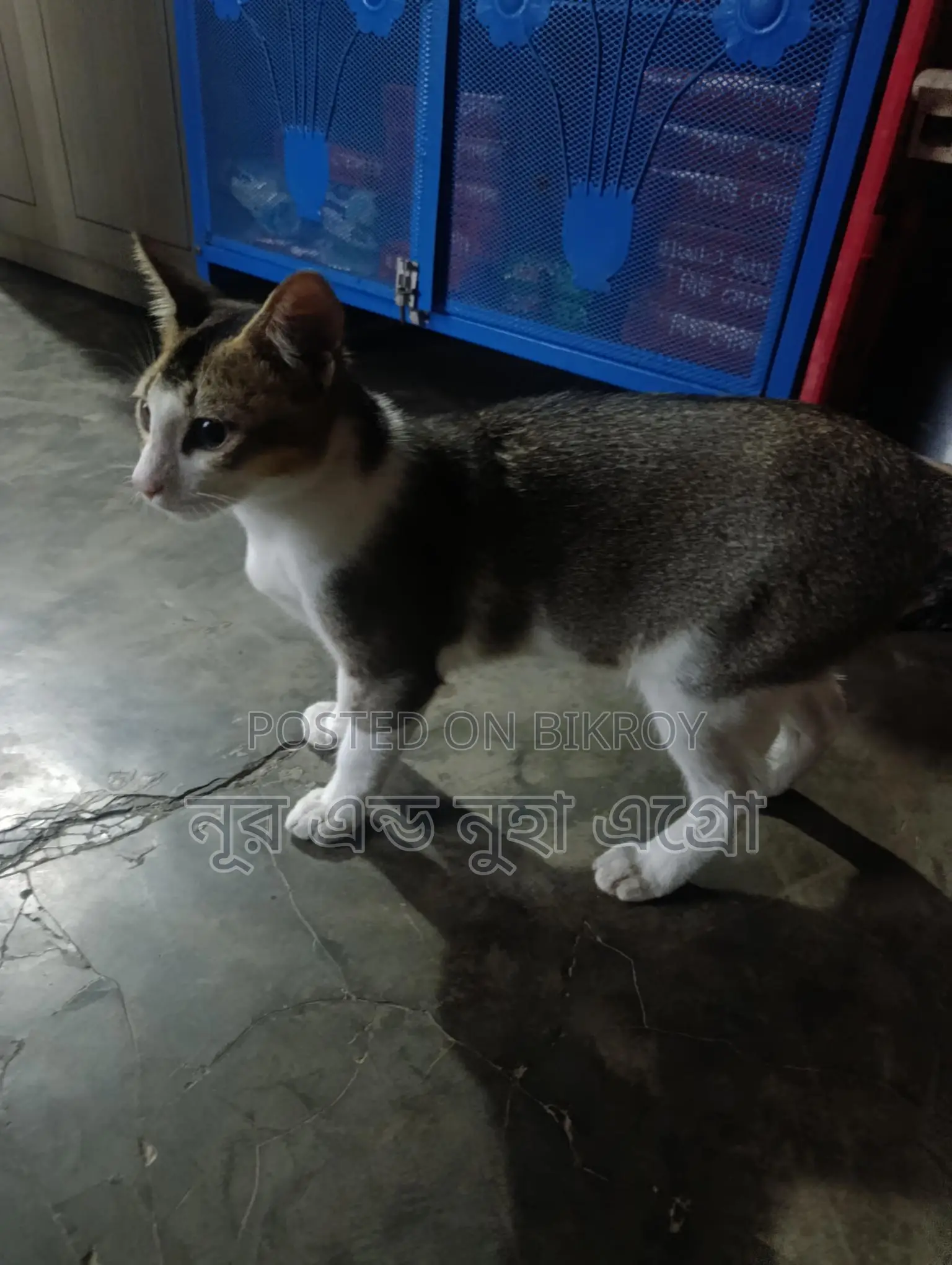 ২ টা দেশী বিড়াল