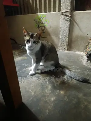 ২ টা দেশী বিড়াল