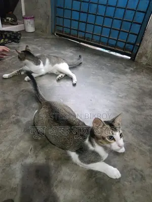 ২ টা দেশী বিড়াল