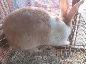 প্রেগন্যান্ট খরগোশ