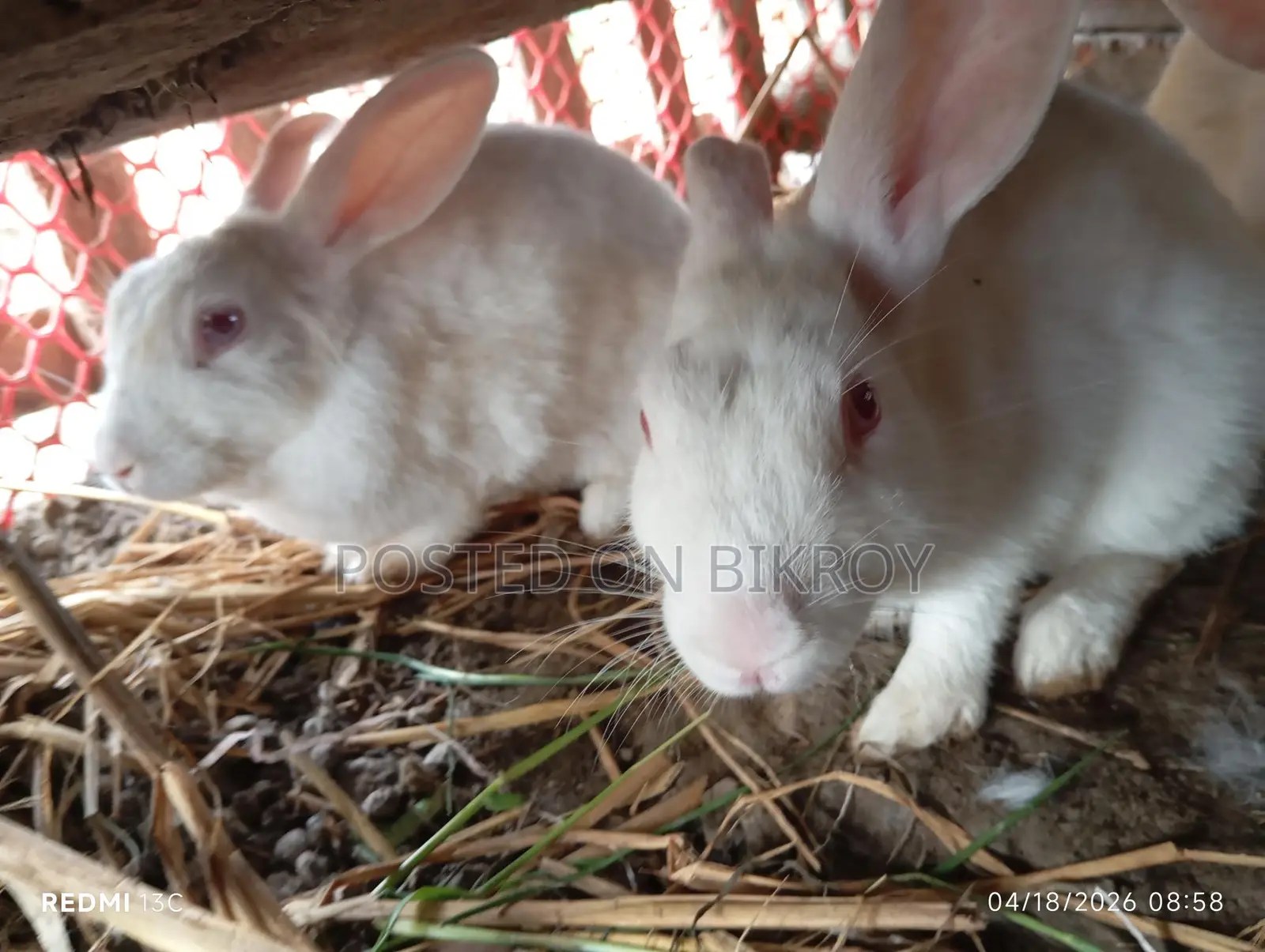Pregnant Rabbits