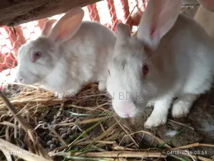 Pregnant Rabbits