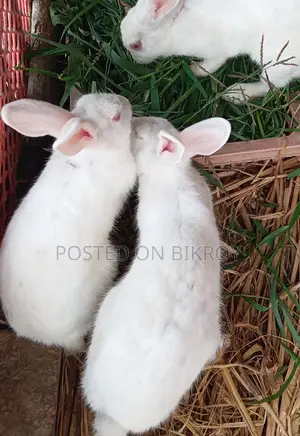 Pregnant Rabbits