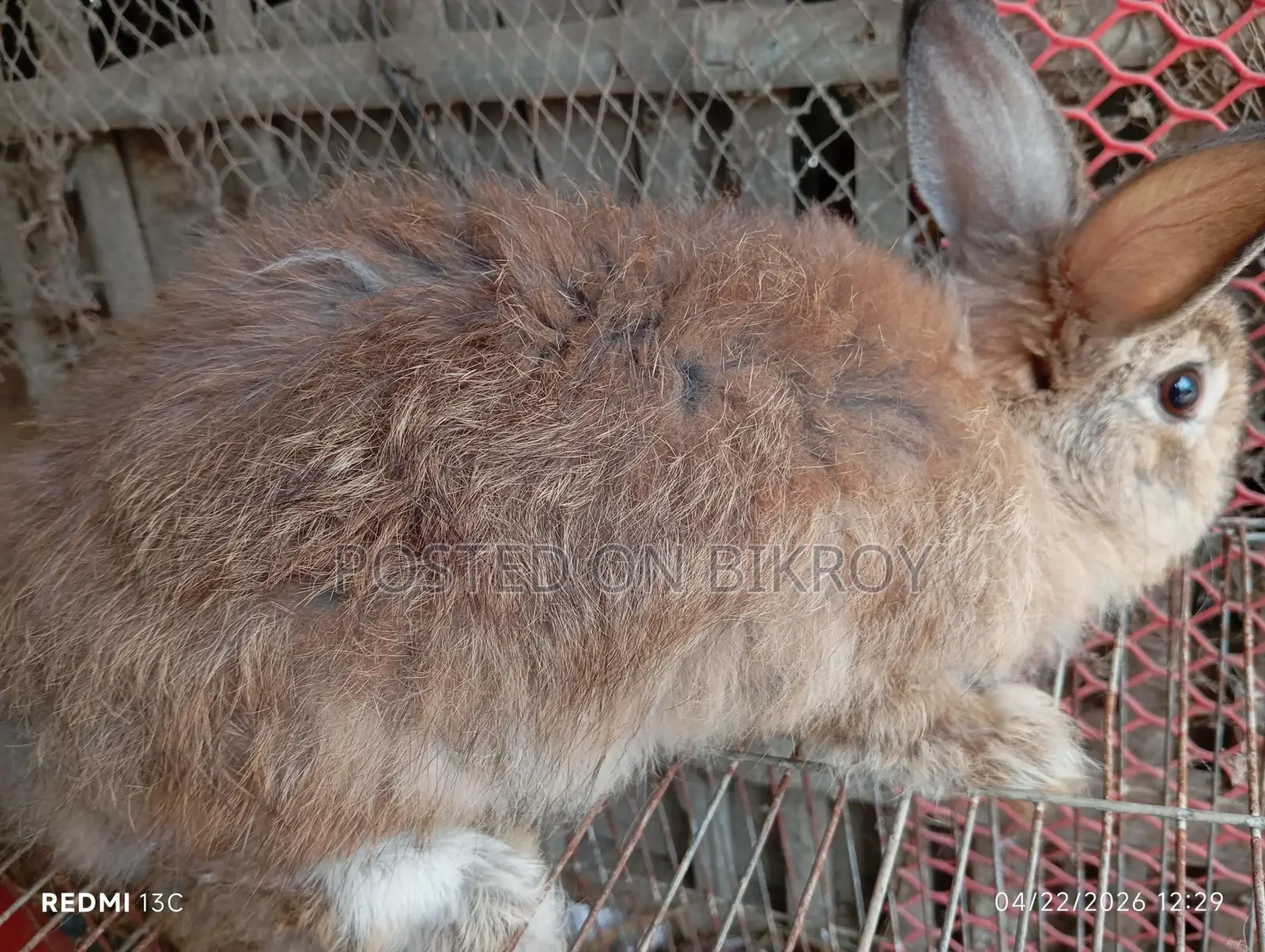 Pregnant Rabbits
