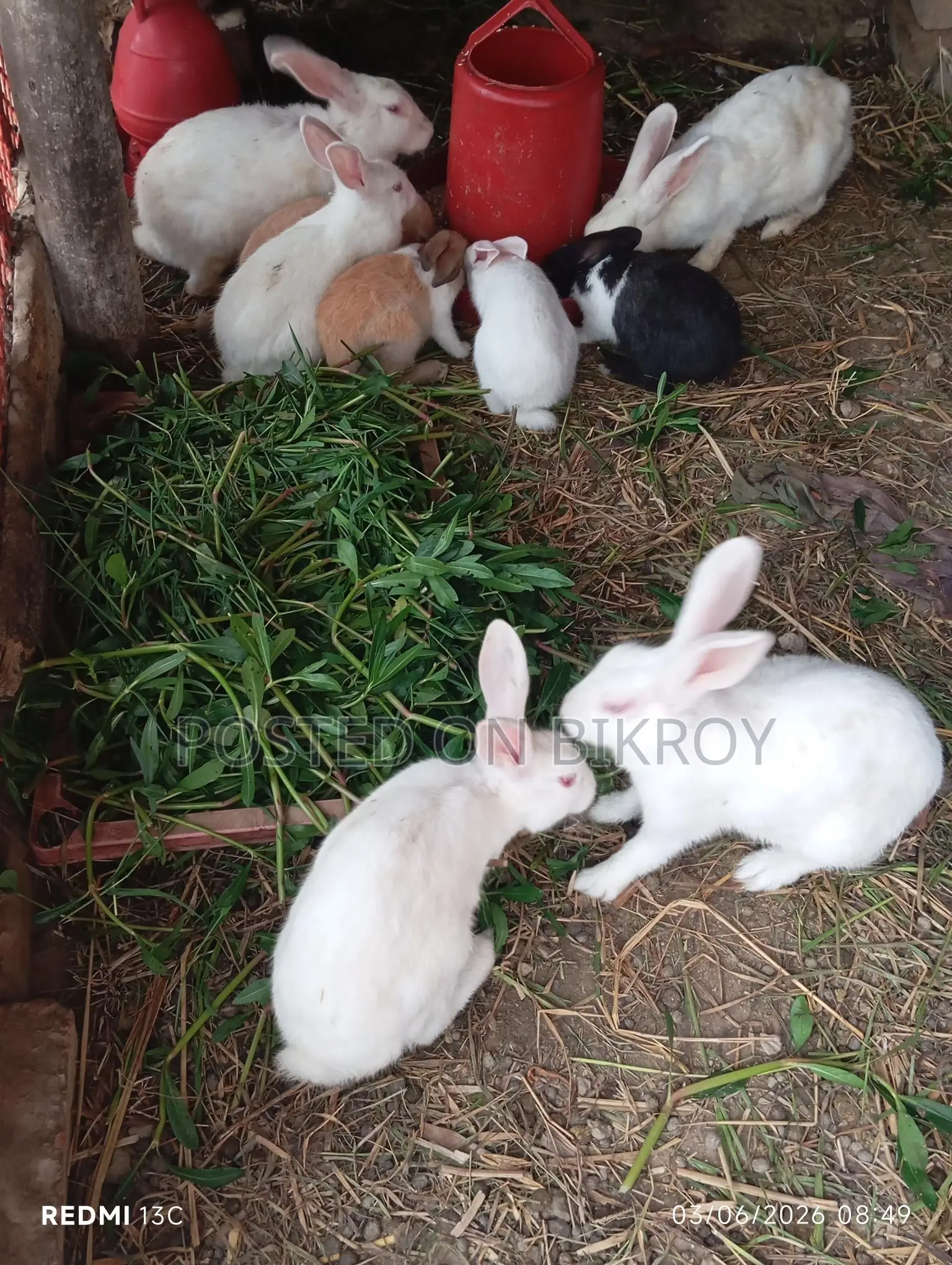 Pregnant Rabbits