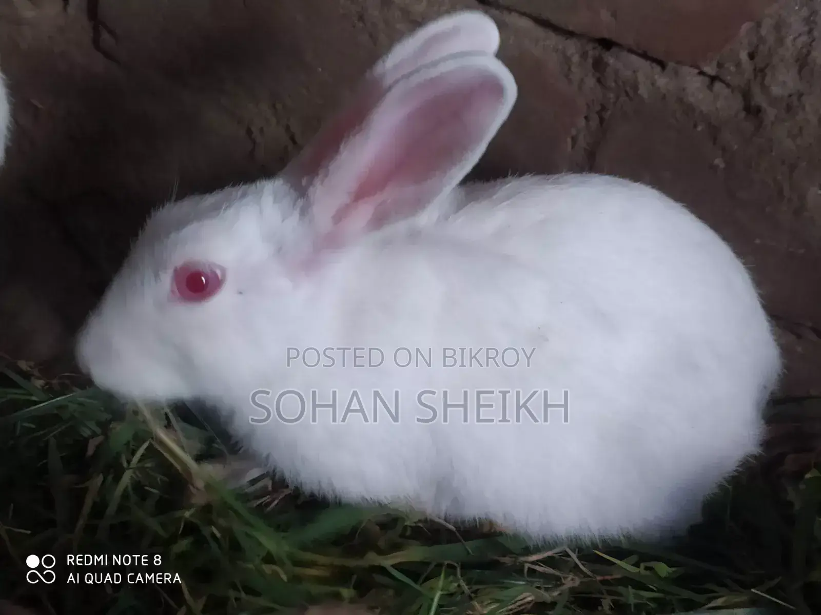 Selling Rabbits