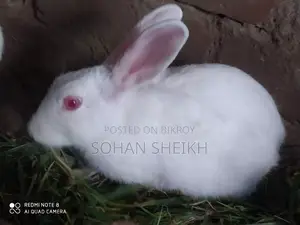 Selling Rabbits