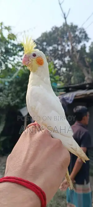 ফুল টেম করা ককাটেল পাখি সেল