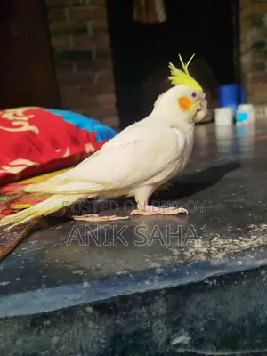 ফুল টেম করা ককাটেল পাখি সেল