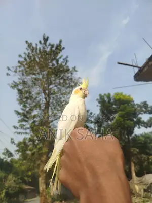 ফুল টেম করা ককাটেল পাখি সেল