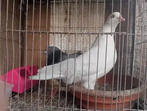 White Male Pigeon Adult