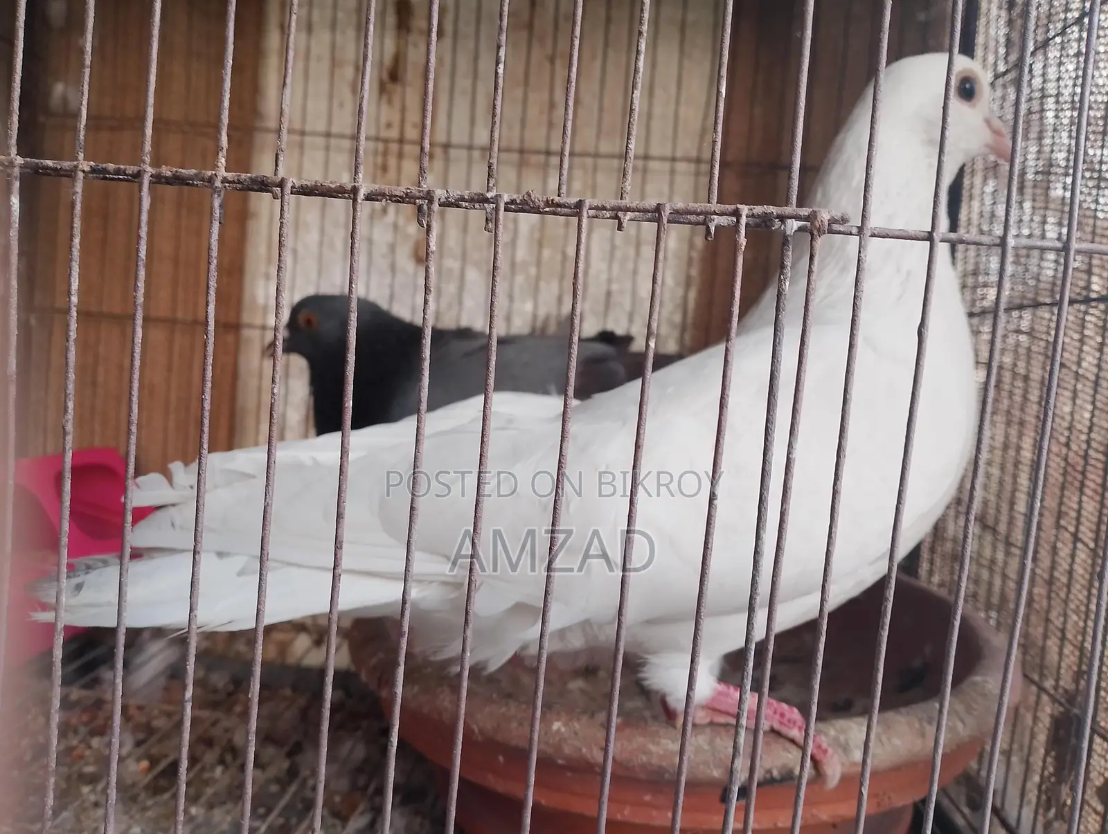 White Male Pigeon Adult
