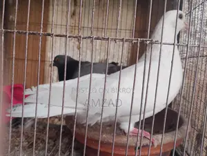 White Male Pigeon Adult