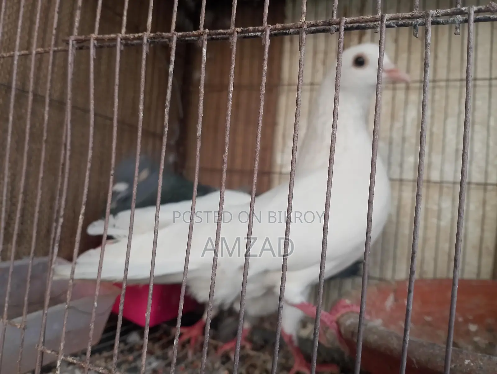 White Male Pigeon Adult