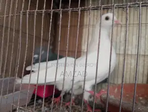 White Male Pigeon Adult