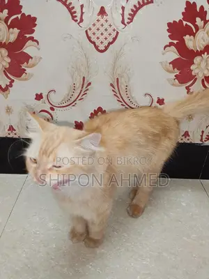Persian Female Cat