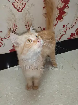 Persian Female Cat