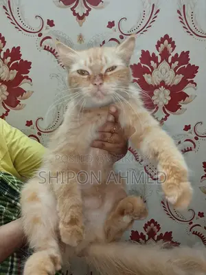 Persian Female Cat