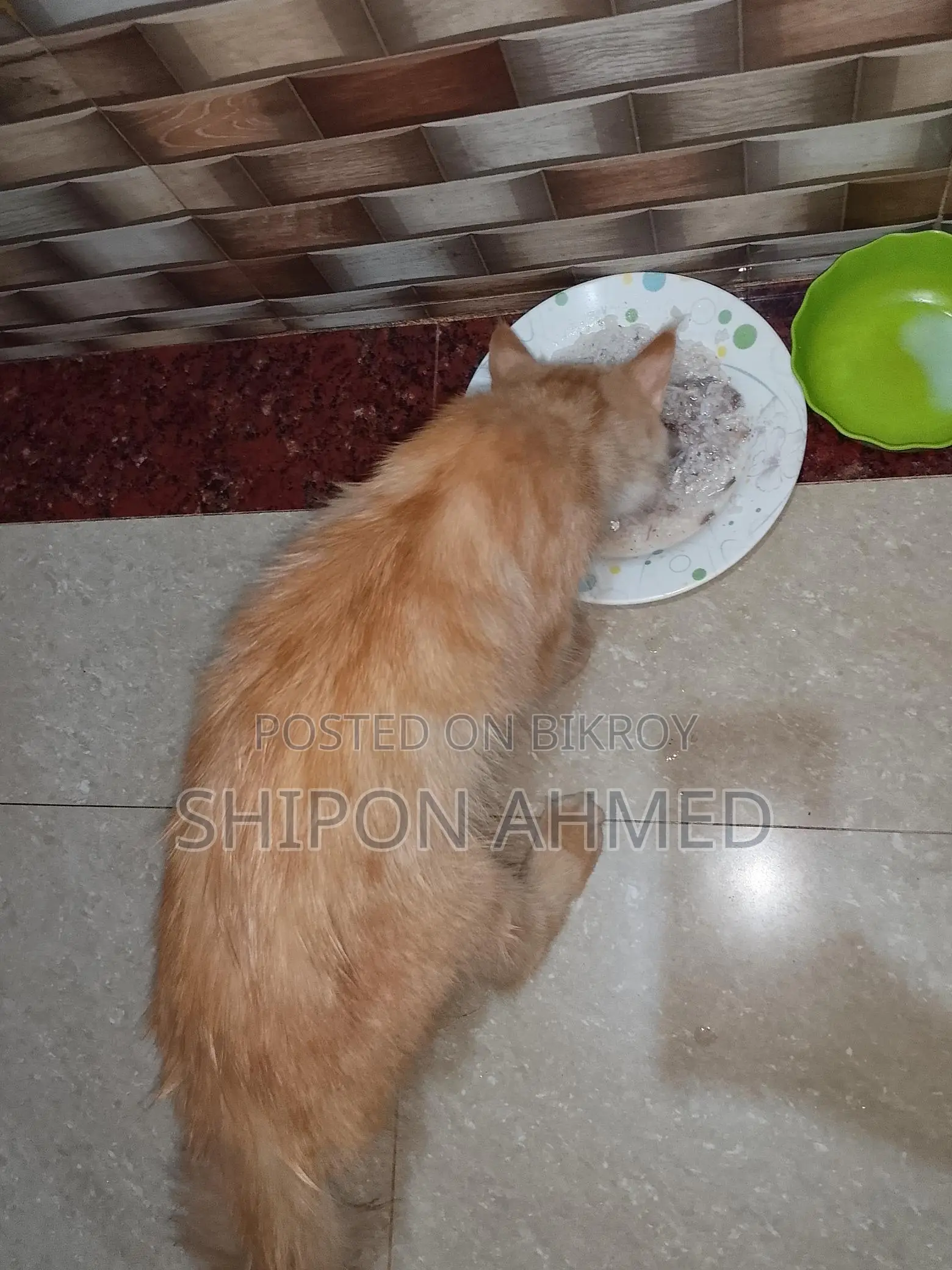 Persian Female Cat