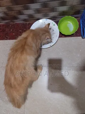 Persian Female Cat