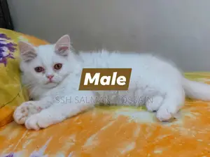 Persian Kittens for Sale