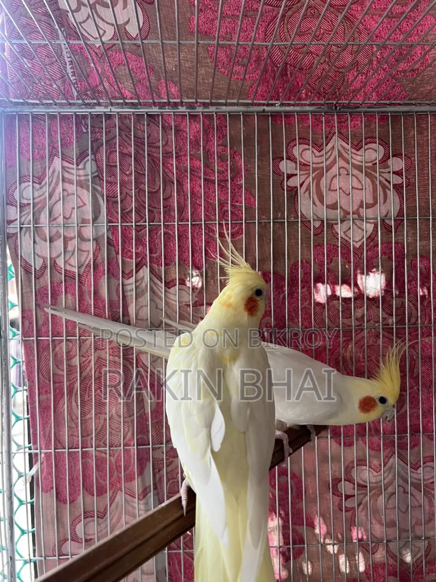Cockatiel Bird