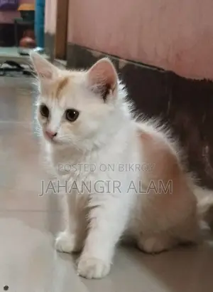 অরিজিনাল পারশিয়ান