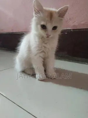 অরিজিনাল পারশিয়ান