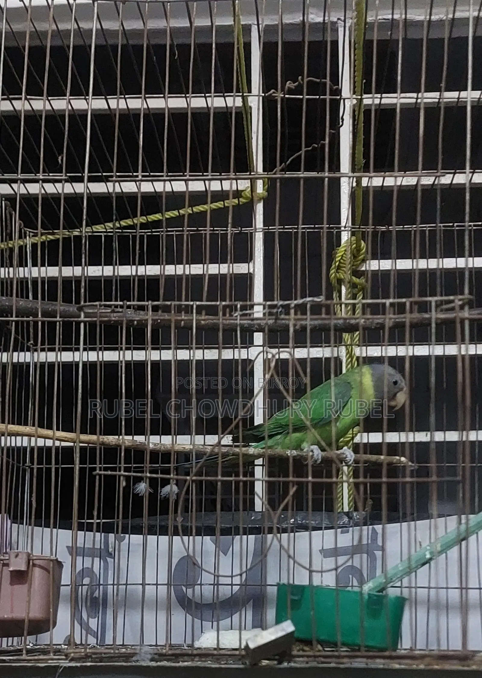 Bird for Sale
