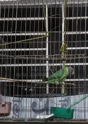 Bird for Sale
