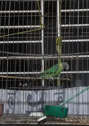 Bird for Sale