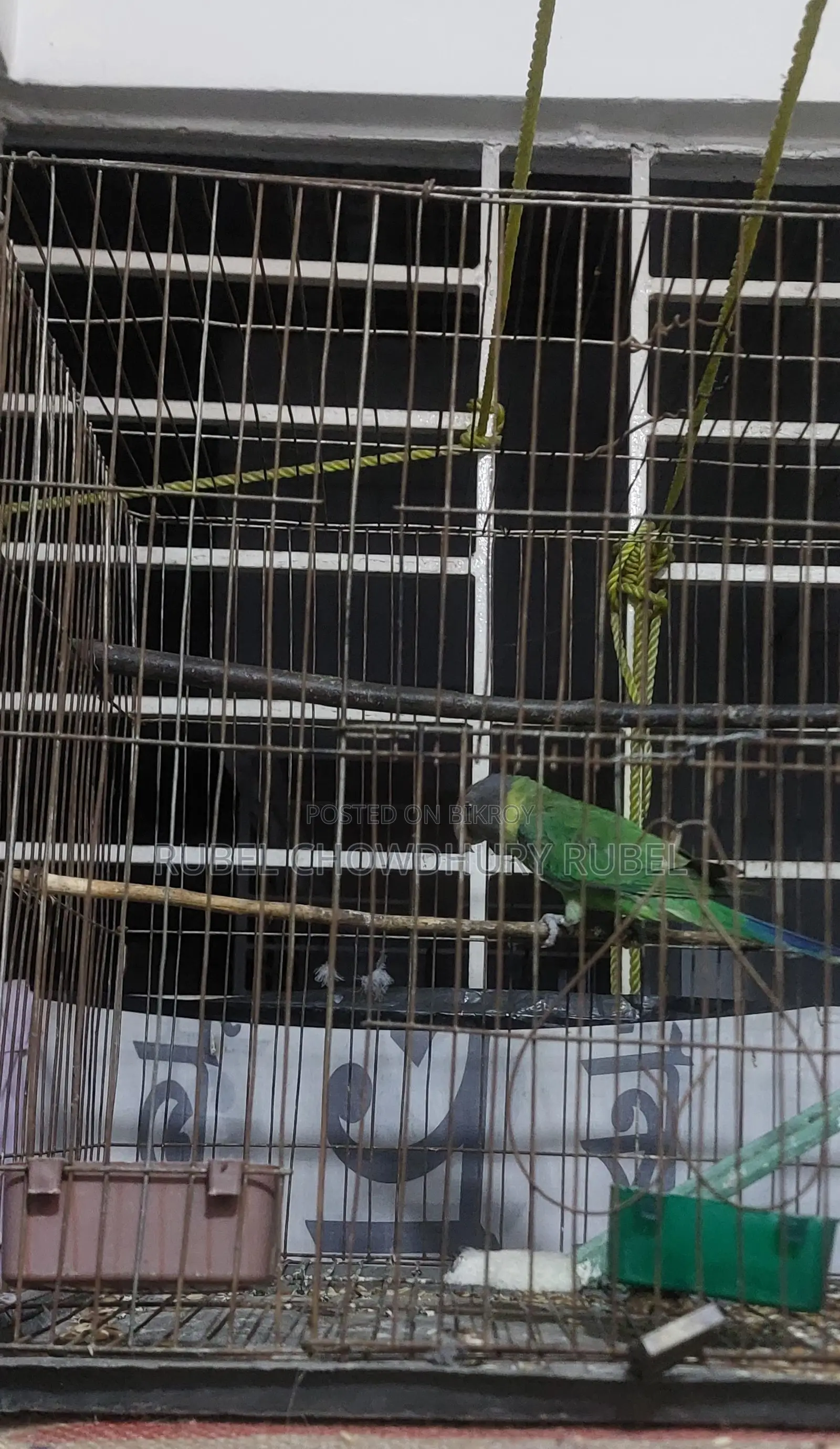 Bird for Sale