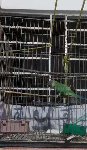 Bird for Sale