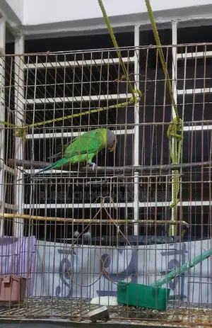 Bird for Sale