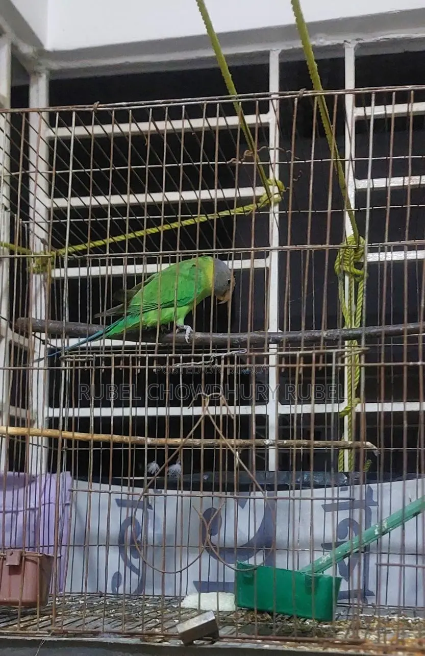 Bird for Sale