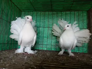 Two Lakha Pigeons (Female) for Sale