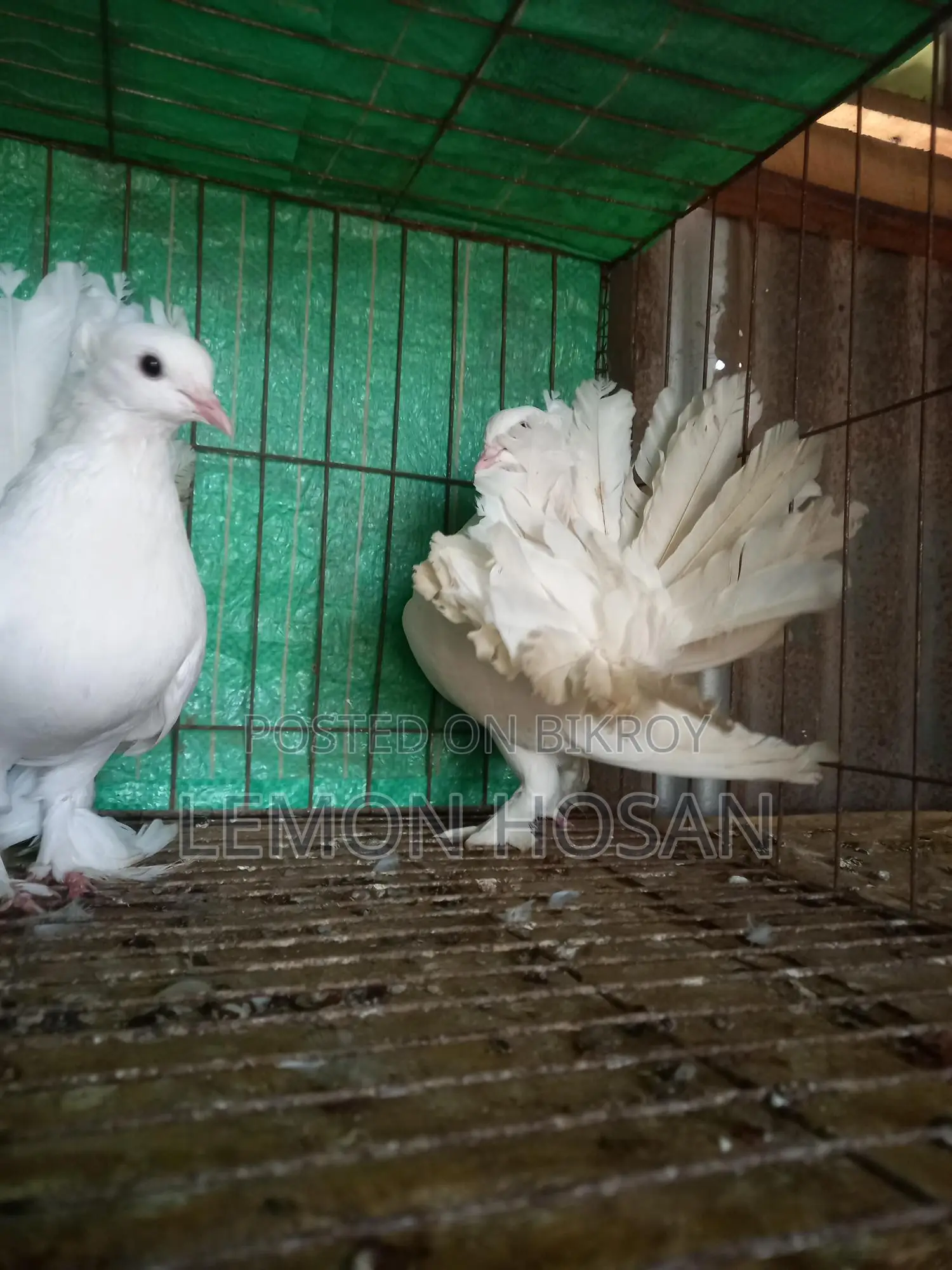 Two Lakha Pigeons (Female) for Sale