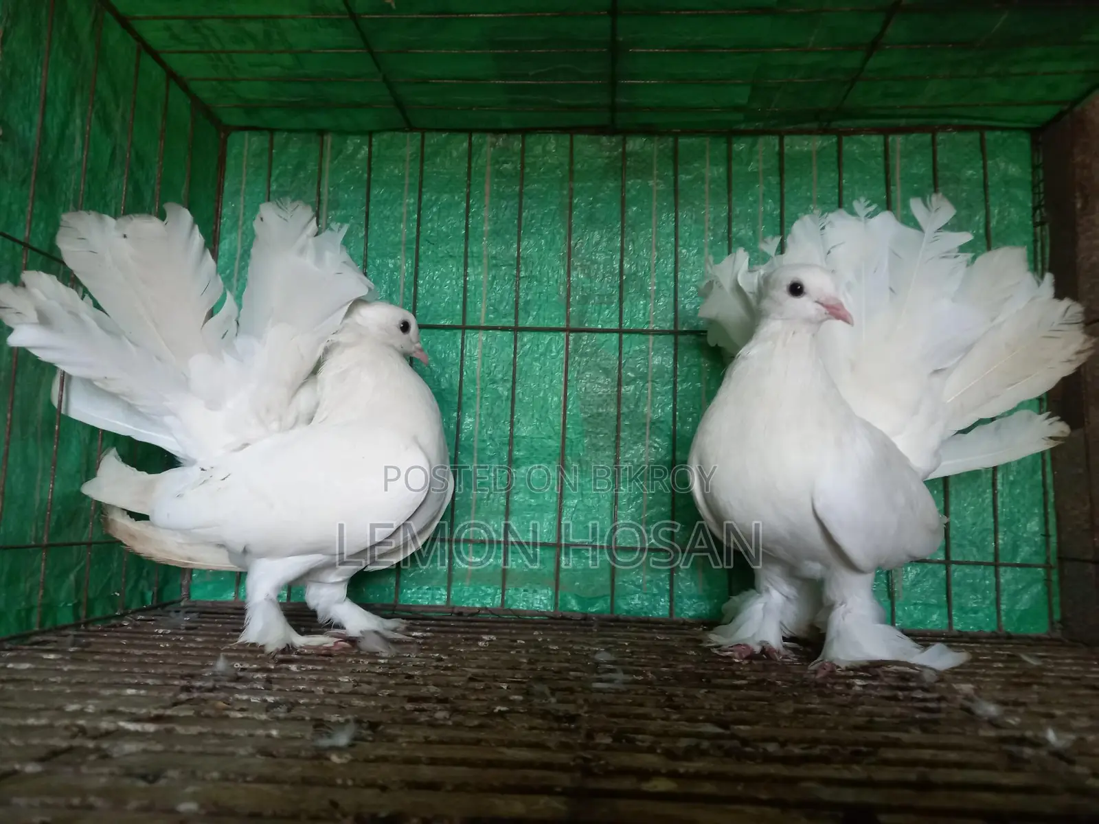 Two Lakha Pigeons (Female) for Sale