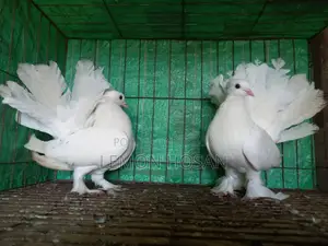 Two Lakha Pigeons (Female) for Sale