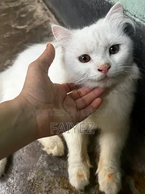 Persian cat