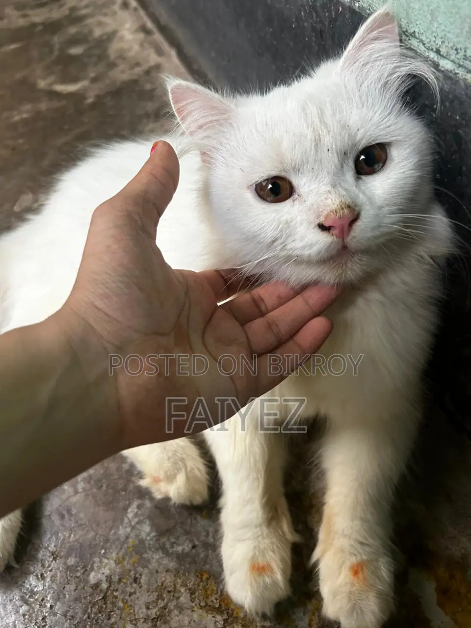 Persian cat